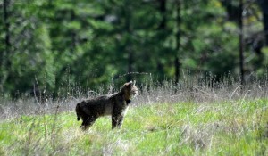 Spatial Ecology of Bobcat and Fisher