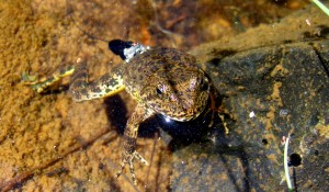 Long-Term Monitoring of Yellow-legged Frogs