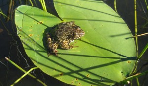 Stream Amphibian Population Health