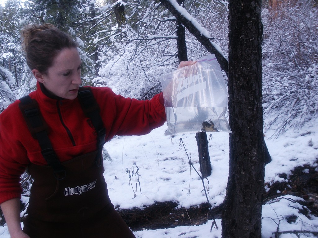 greta-with-frog-in-snow