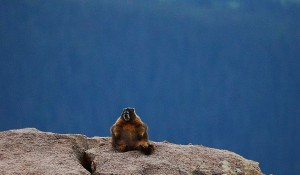 Vancouver Island Marmot Predation