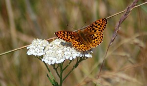Oregon Silverspot Butterfly Monitoring