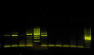 molecular-ecology