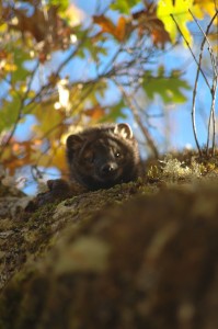 Fisher in a den looking out