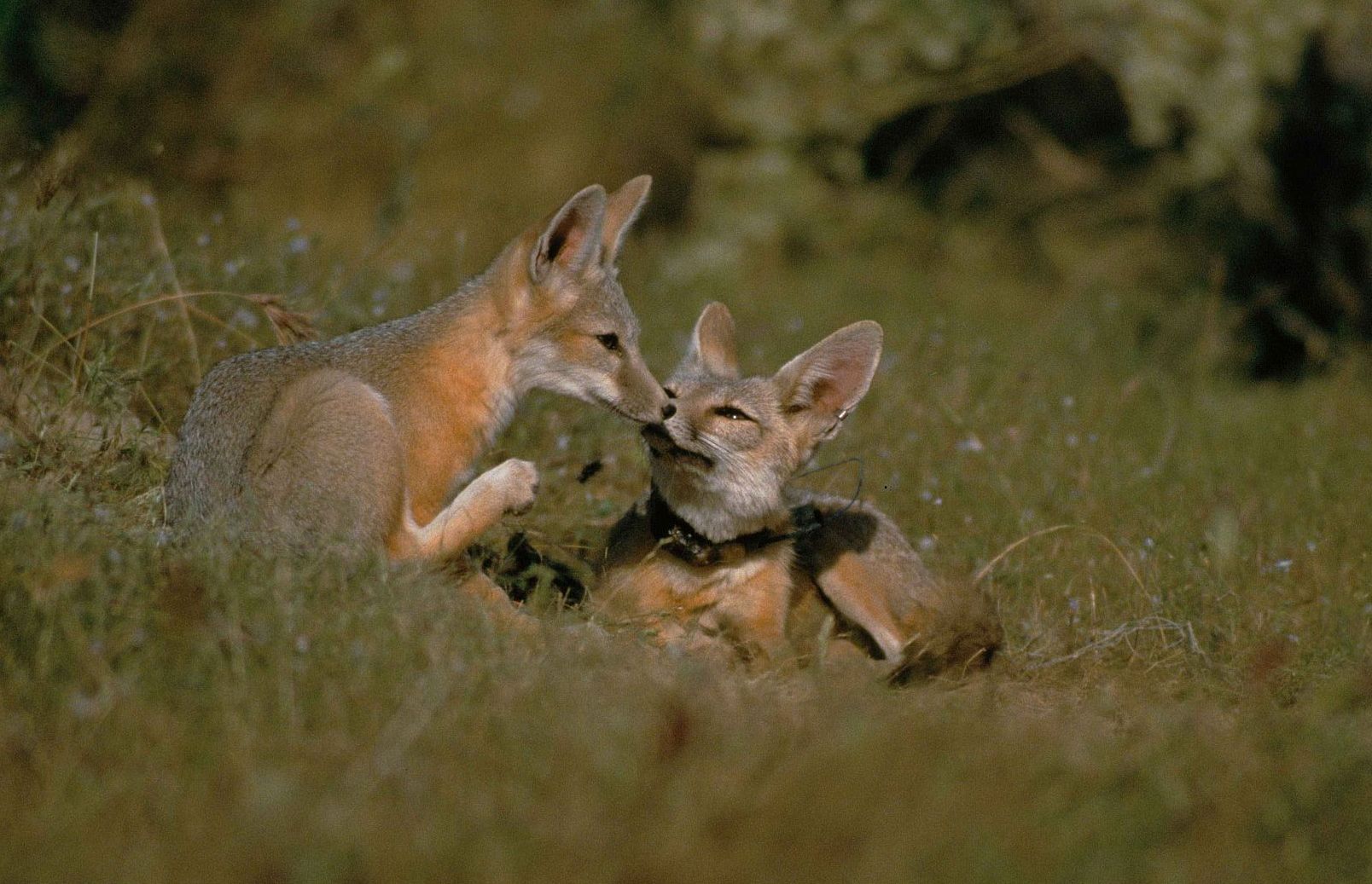 Kit fox. Американская лиса. Американская лисица. Калифорнийская лиса. Kit Fox животное.